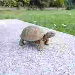 Tortoise Buddy – Slow and Steady Cuteness