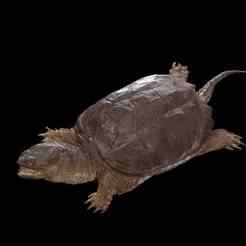 TURTLE AMPHIBIAN MATA YTR SKELETON BENES ANATOMY GUTS INTESTINES INTERIOR STOMACH HEART SKULL HEAD BONES MUSCLES HANKS FROG TOAD AMPHIBIAN TADPOLE