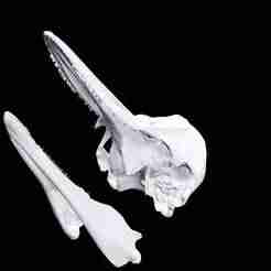 whale Dolphin Skull FISH GOLDFISH GOLD FISH GOLDEN ANATOMY CARP TUN WATER RIVER OCEAN SEA FISHING ANIMAL CARP SALMON SHARK SKELETON