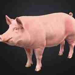 Wilbur the Famous Farm Pig