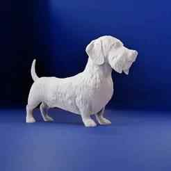 wire- haired Dachshund Dog