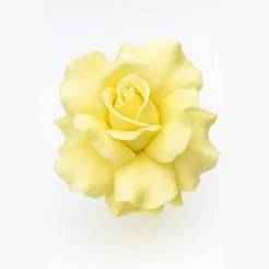 Yellow Rose Flower