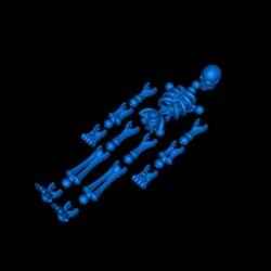 flexible_skeleton