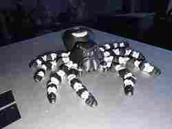 Bold Jumping spider