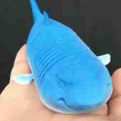 Flexi Köpekbalığı