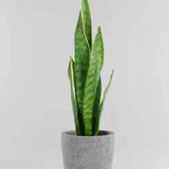 Sansevieria snake plant in pot
