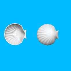 Shell Decor