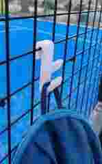 Thermometer fast blast chiller