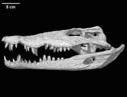 Crocodylus rhombifer, Cuban Crocodile skull