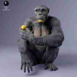 Common Chimpanzee Female Eat