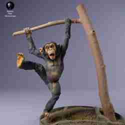 Common Chimpanzee Infant