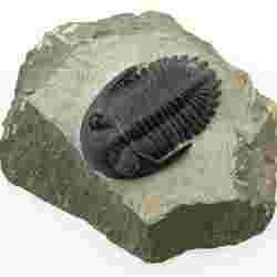 Trilobite (P149623)