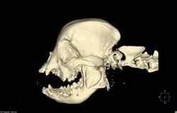 The skull of a Pomeranian with malformation of the skull bones created on the basis of CT