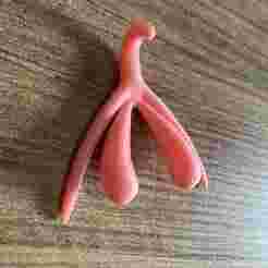 3D anatomical clitoris - Pedagogical model for female anatomy education and training