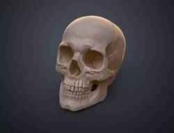 Anatomically Correct Human Skull Homo Sapiens Sapiens