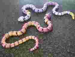 Articulated Flexi Snake  Print-in-Place Fidget Toy