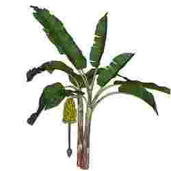 BANANA TREE FRUIT FOREST