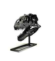 CRANEO DE ALLOSAURUS PARA ESCALA