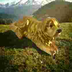 Dog Patou lying