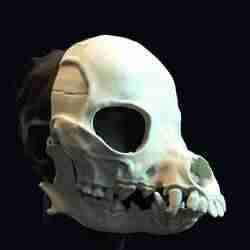 Druid skull mask