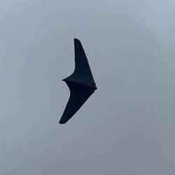 Horten Wing Twin 50mm