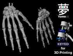 Human Rt Hand Bones
