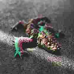 Articulated Dino Dragon Print in Place