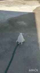 Bahçe Sulama Roketi