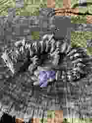 LuminaryLuna Ejderha