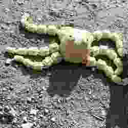 Mech Ahtapot Flexi