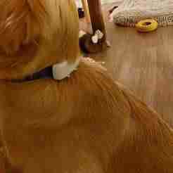 A Clip For The Tractive GPS For Dogs