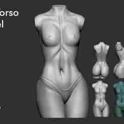 Female Torso 3D Model