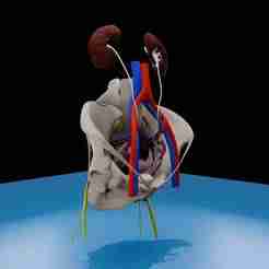 Human Kidneys with Pelvis and Blood Vessels