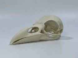 Gorilla Cranium Male