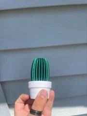 lady finger cactus