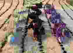 Baby Winged Crystal Dragon