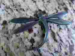 Love Emoji with Heart Eyes Keychain or Necklace