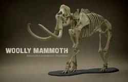 Old Coin Collector - Hungarian Forint