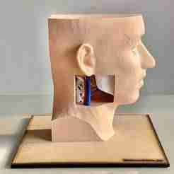 Anatomy Farabeuf's Triangle