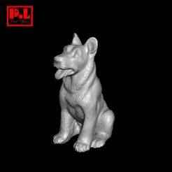 Dog - German Shepherd Puppy