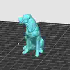 labrador dog dog
