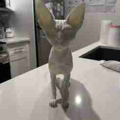 Sphynx cat