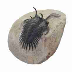 Spiny trilobites