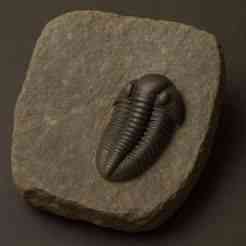 Trilobites 1