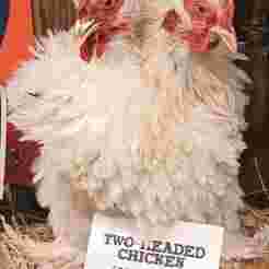 Two-Headed Wizzard Chicken of Alternation