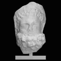 Bearded Hercules Head