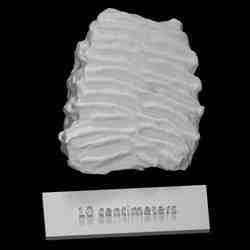 Mammoth Molar