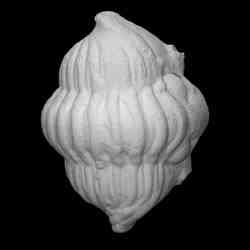 Trilobite - Calymene
