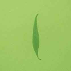 Willow tree leaf