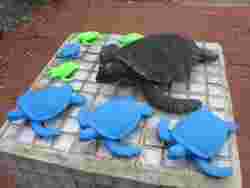 Bahçe Kaplumbağası